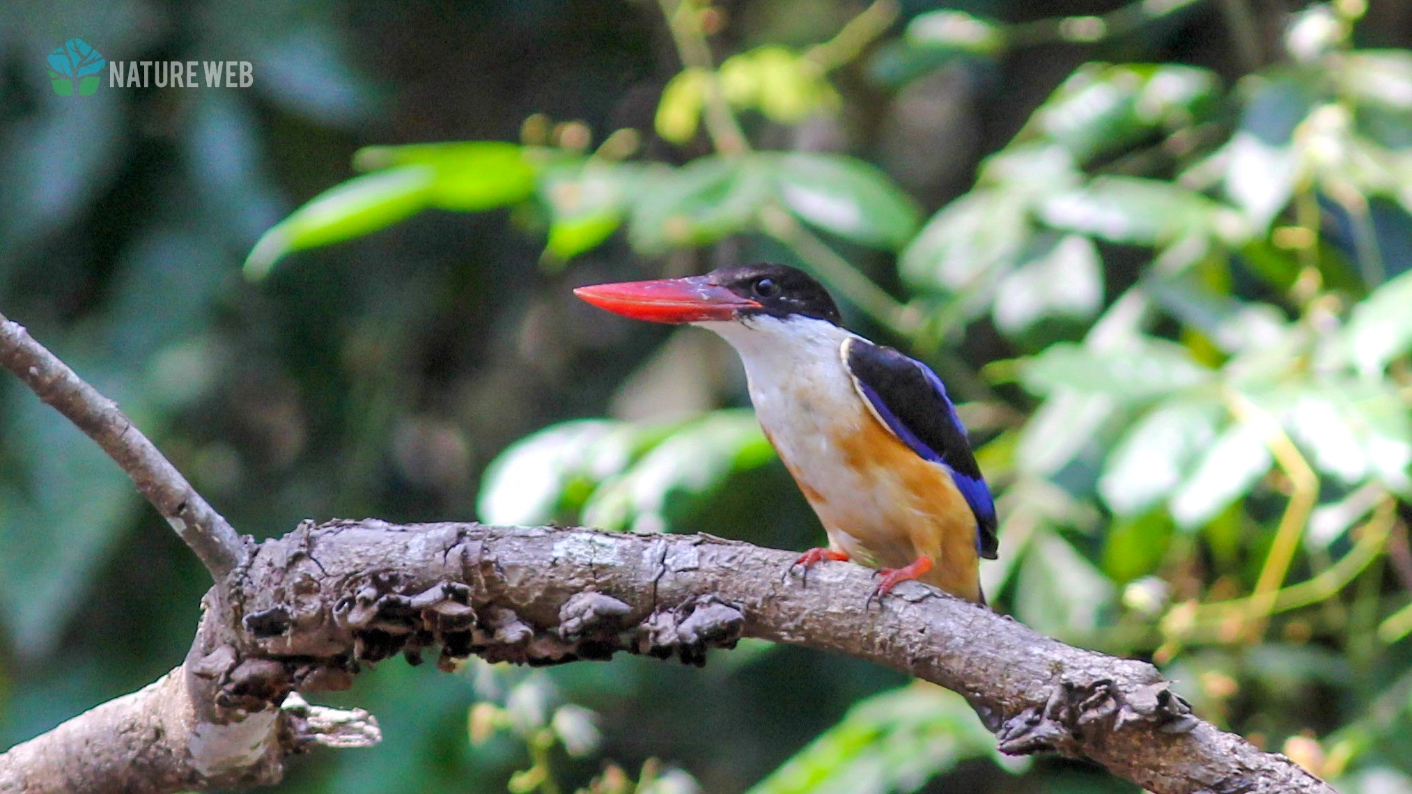 Black-capped Kingfisher